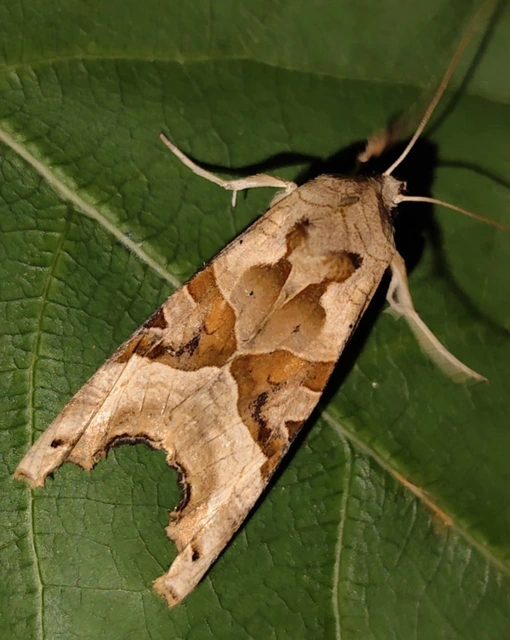 Phlogophora meticulosa - vándorló csipkésbagoly