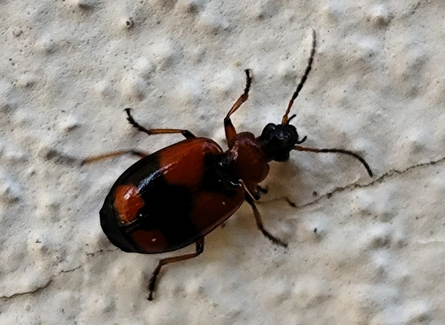 Lebia cruxminor - keresztes cserjefutó