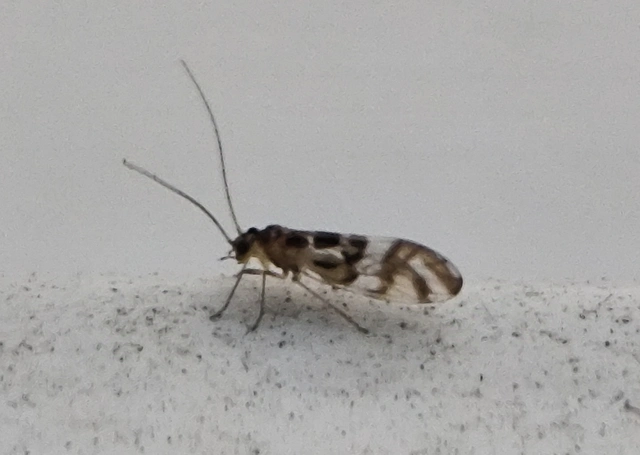 Psocoptera - Fürgetetvek