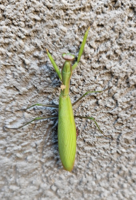 Mantis religiosa - imádkozósáska