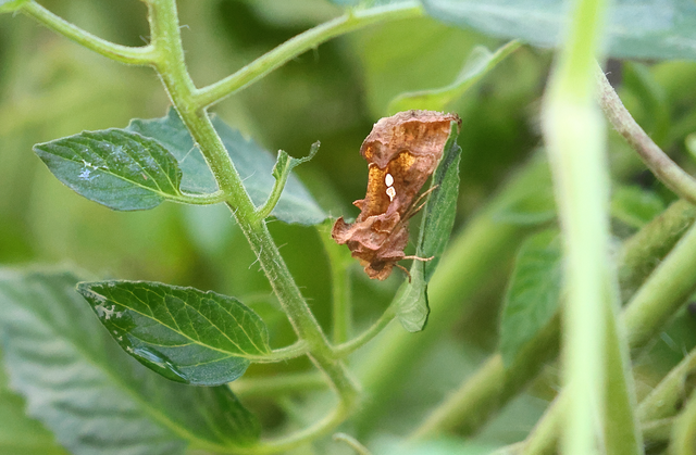 Chrysodeixis chalcites - déli aranybagoly