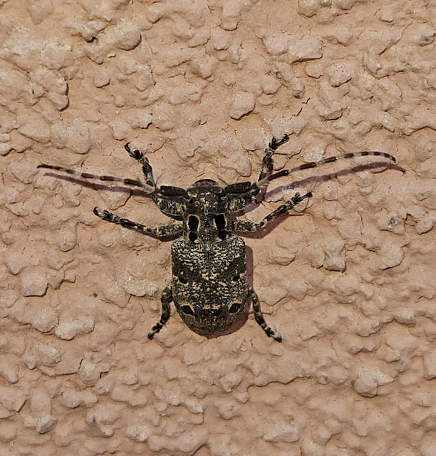 Mesosa curculionoides - szemfoltos cincér Mesosa curculionoides - szemfoltos cincér