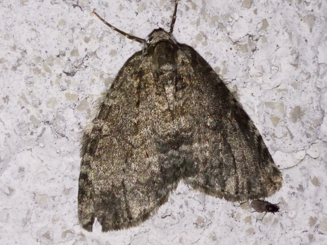 Epirrita christyi/dilutata
