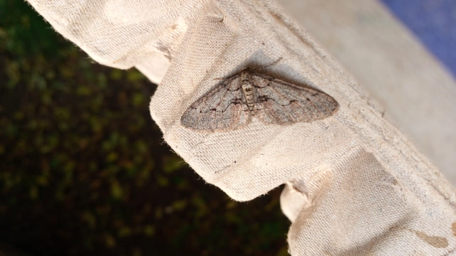 Agriopis bajaria - kökény-téliaraszoló
