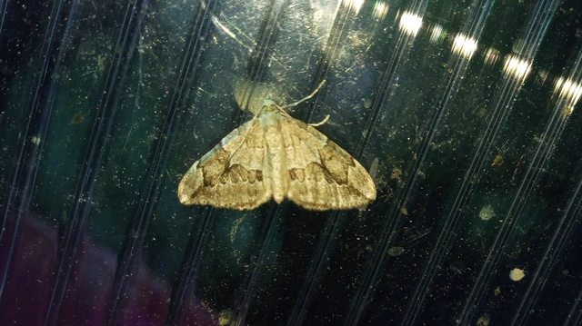 Thera juniperata - boróka-araszoló