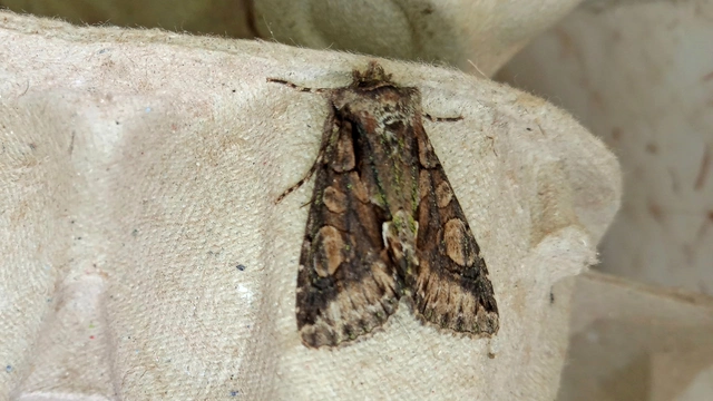 Allophyes oxyacanthae - galagonyabagoly
