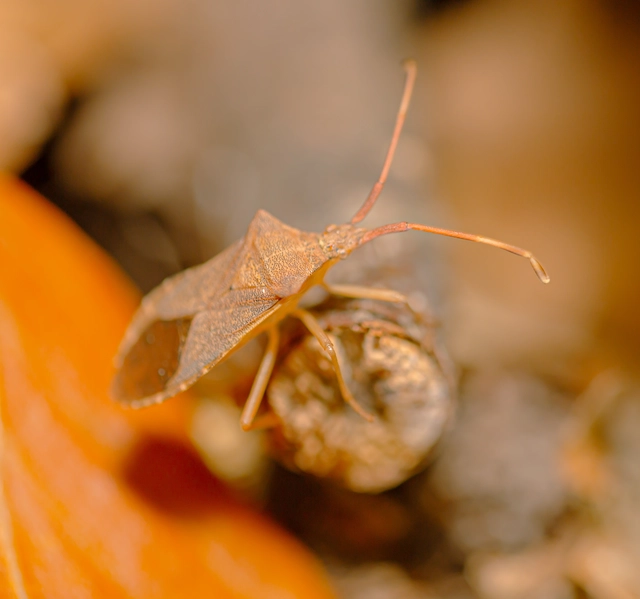 Gonocerus acuteangulatus - aranypetés karimáspoloska