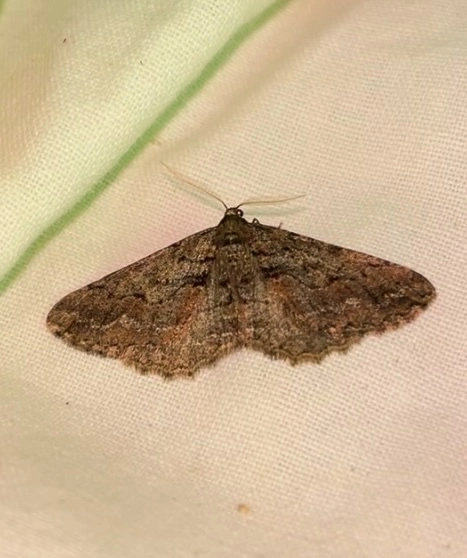 Agriopis bajaria - kökény-téliaraszoló