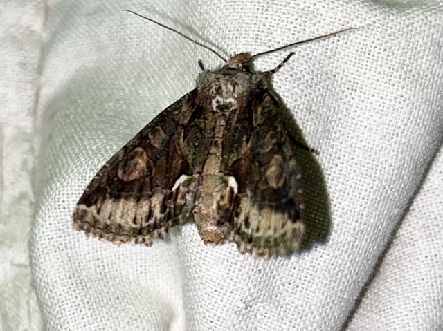 Allophyes oxyacanthae - galagonyabagoly