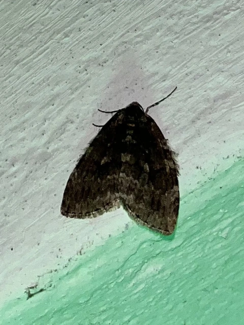 Epirrita christyi/dilutata
