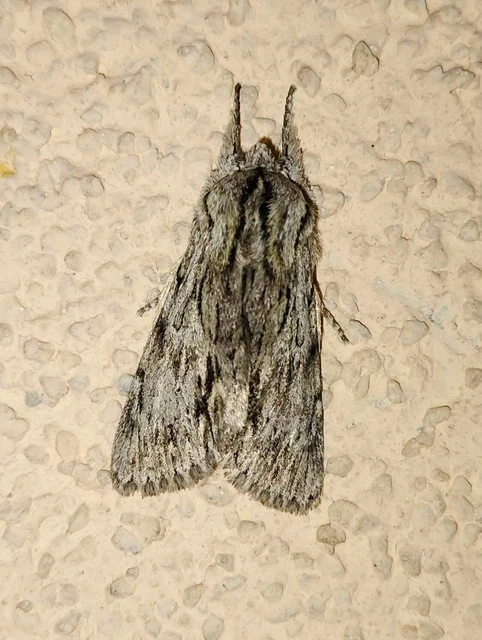 Asteroscopus sphinx - csillagnéző bundásbagoly