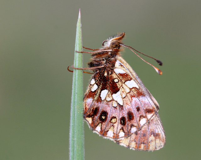 Boloria dia - kis gyöngyházlepke