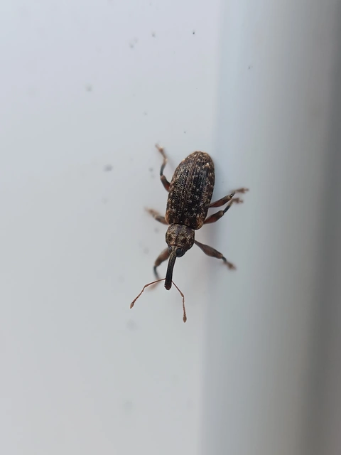 Dorytomus