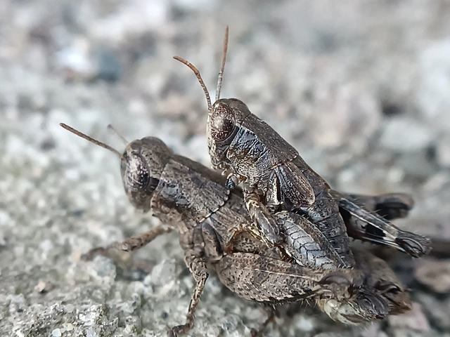 Pezotettix giornae - kis hegyisáska