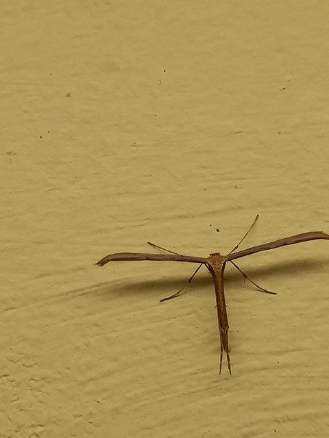 Pterophoridae - tollasmolyfélék