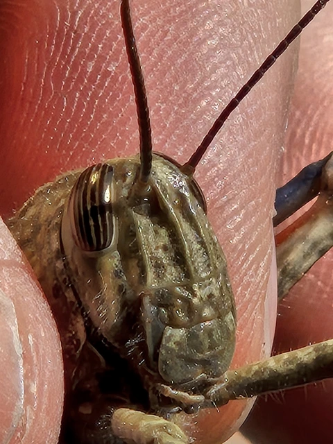 Anacridium aegyptium - egyiptomi sáska