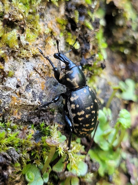 Liparus