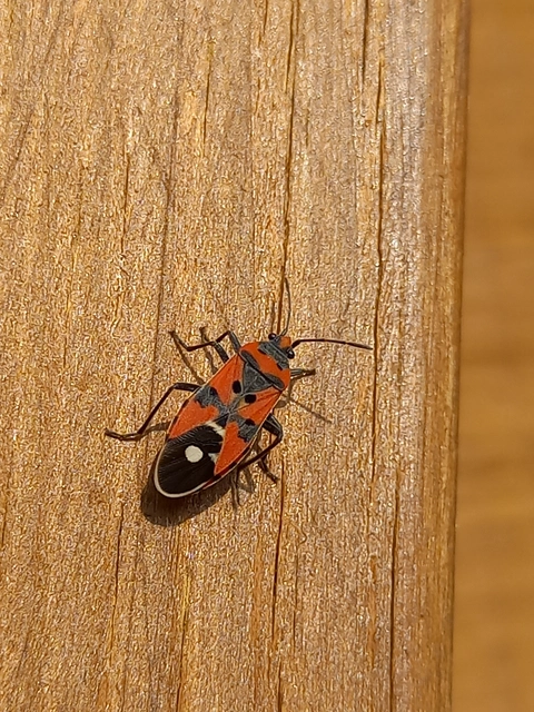 Lygaeus equestris/simulans