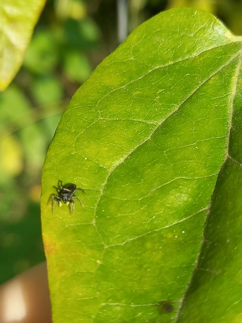 Heliophanus