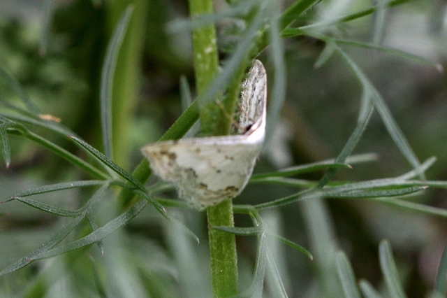 Scopula ornata - díszes fehéraraszoló