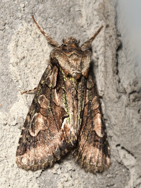 Allophyes oxyacanthae - galagonyabagoly