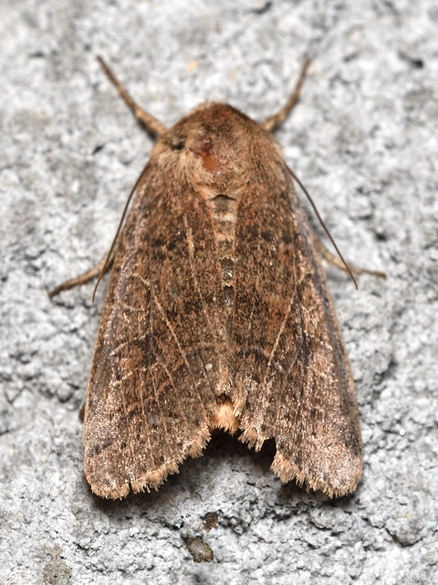 Anchoscelis nitida - rozsdabarna őszibagoly