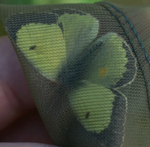 Colias erate - csángó-kéneslepke