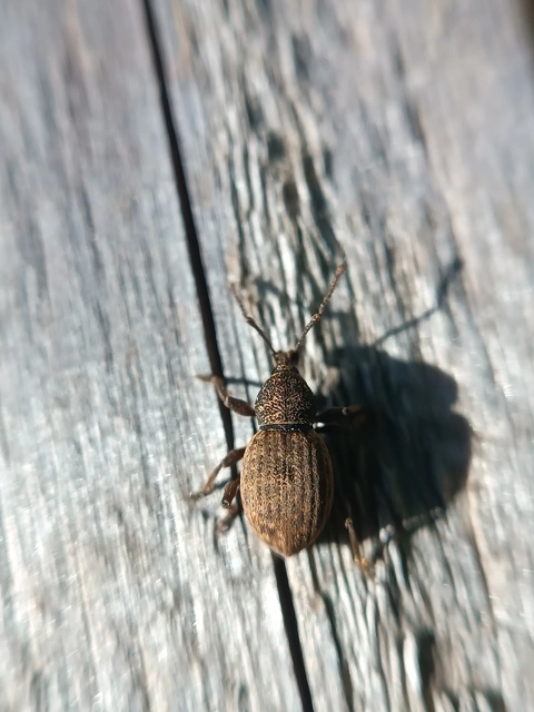Otiorhynchus raucus - molyhos gyalogormányos