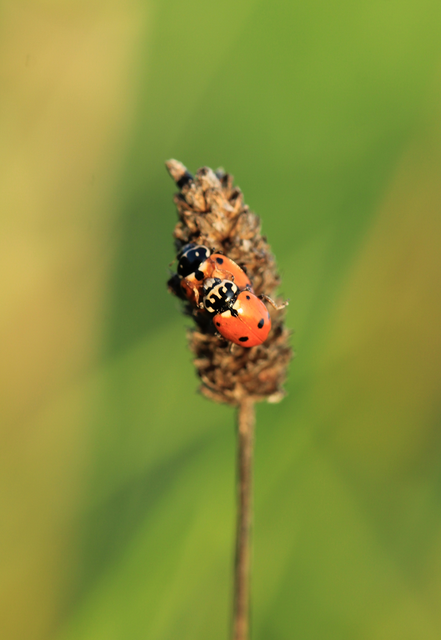 Hippodamia variegata - tizenhárompettyes katica
