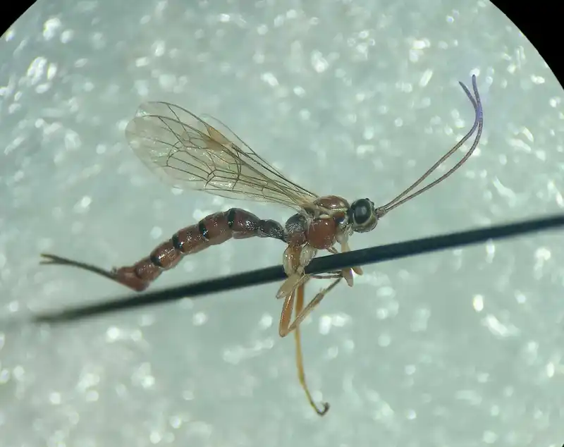 Tromatobia lineatoria