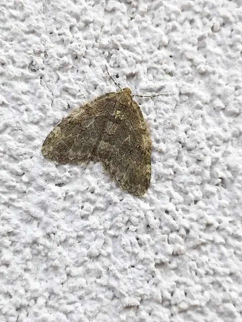 Epirrita christyi/dilutata