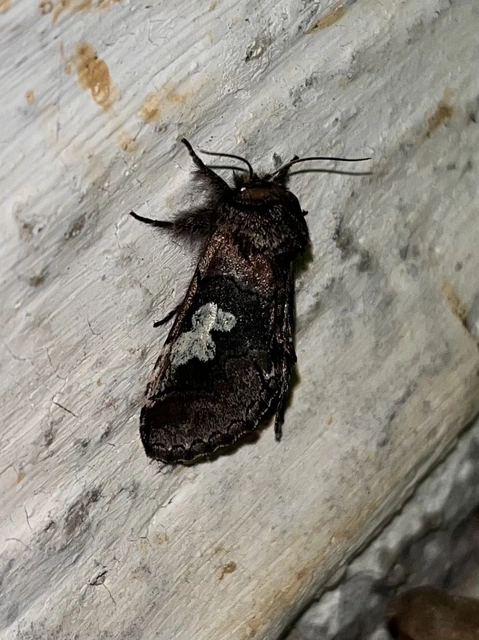 Diloba caeruleocephala - őszi kékesbagoly