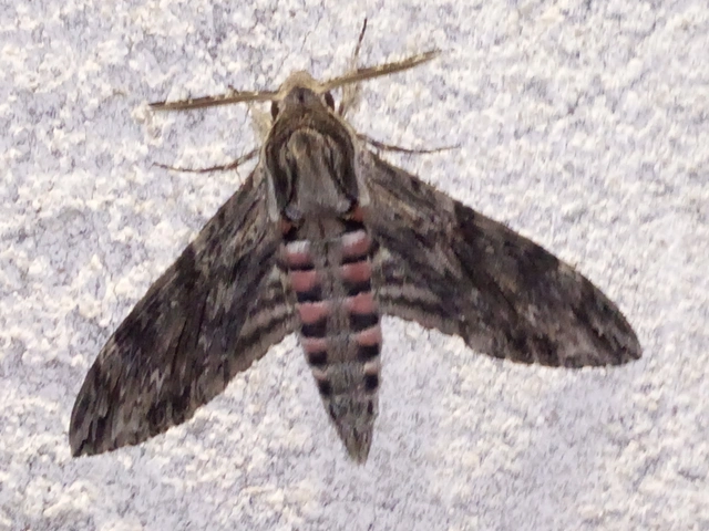 Agrius convolvuli - szulákszender