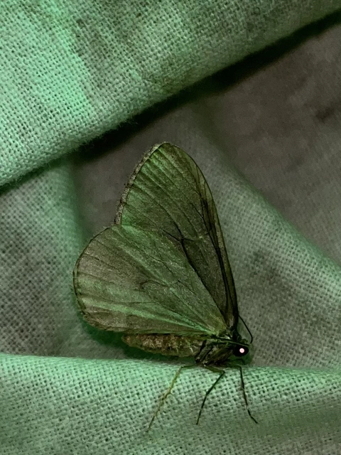 Epirrita christyi/dilutata