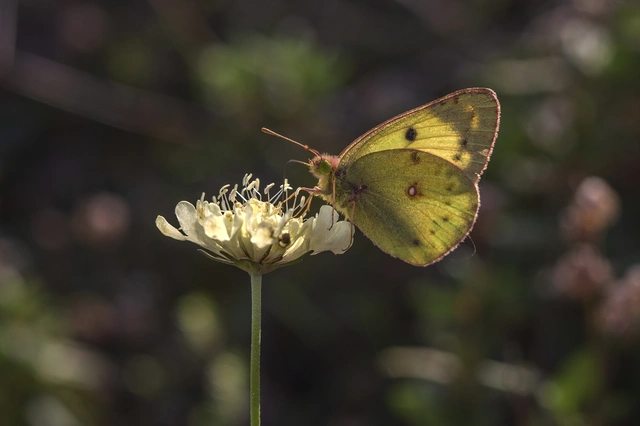 Colias hyale - kéneslepke