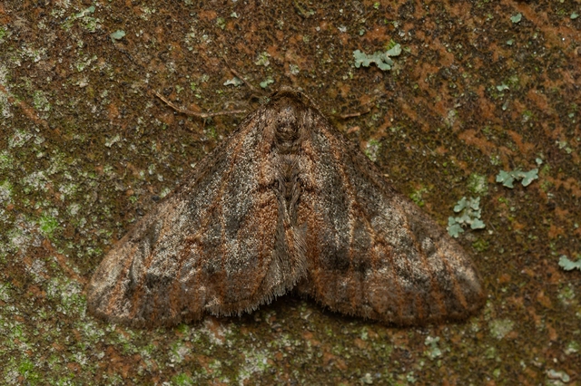 Agriopis bajaria - kökény-téliaraszoló