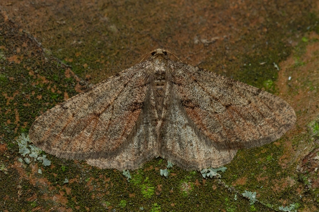 Agriopis bajaria - kökény-téliaraszoló