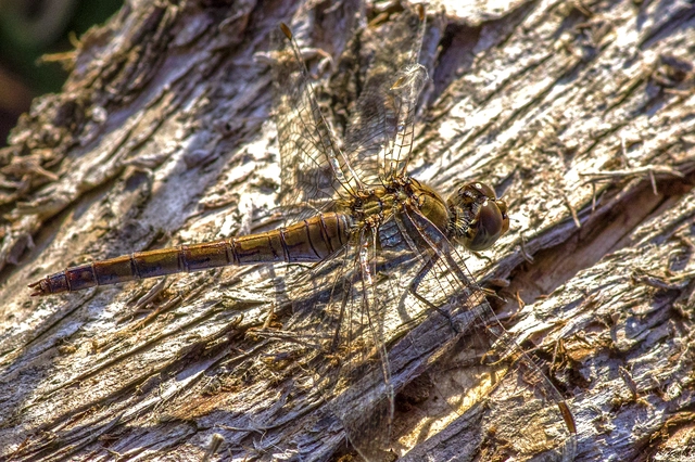 Sympetrum striolatum - harántsávos katona-szitakötő