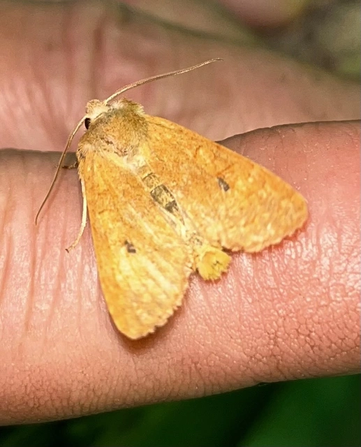Sunira circellaris - okkersárga őszibagoly