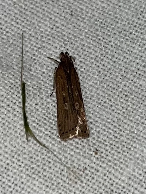 Helcystogramma