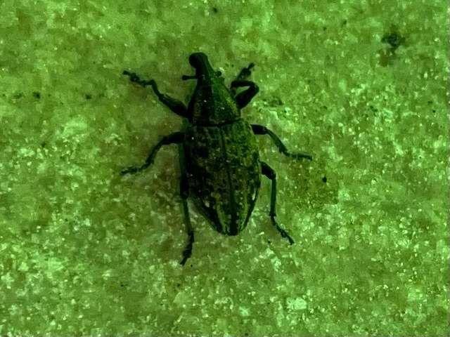 Lepyrus capucinus - pettyes fűzormányos
