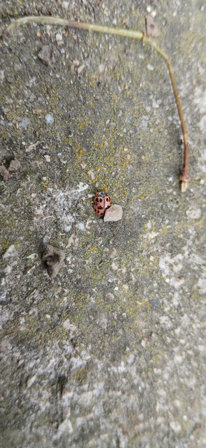 Oenopia conglobata - rózsás katica