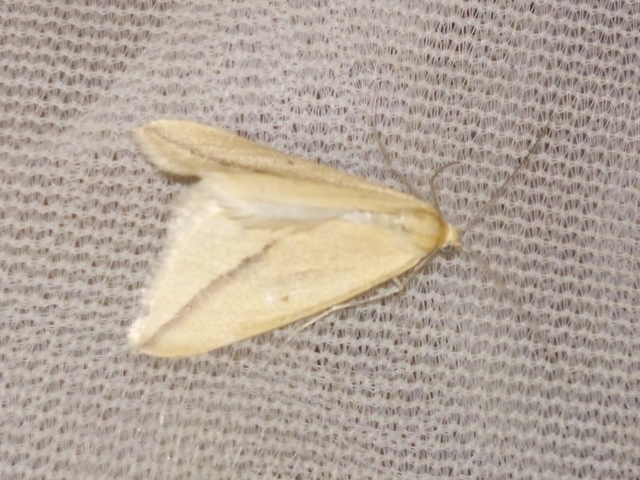 Rhodometra sacraria - rózsacsíkos araszoló