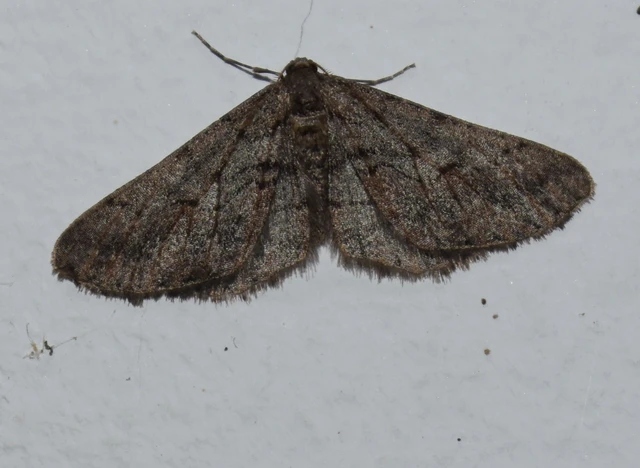 Agriopis bajaria - kökény-téliaraszoló