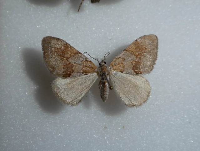 Pennithera firmata - sárgásvörös fenyőaraszoló
