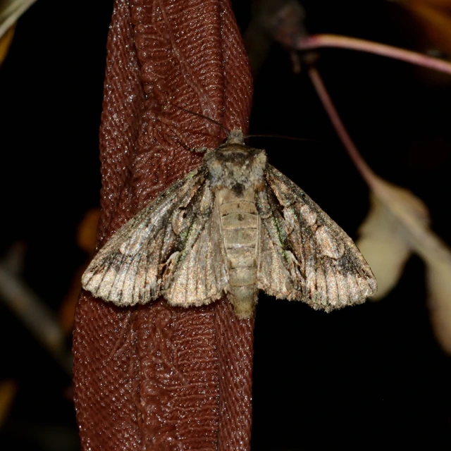 Allophyes oxyacanthae - galagonyabagoly