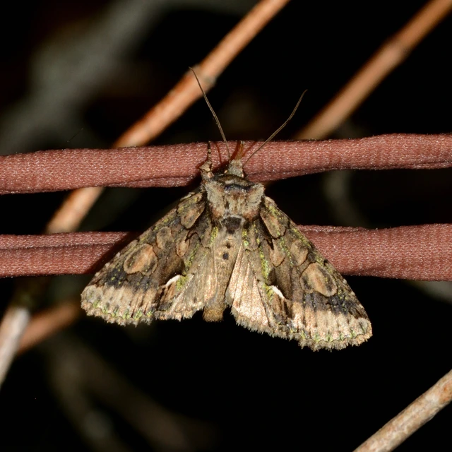 Allophyes oxyacanthae - galagonyabagoly