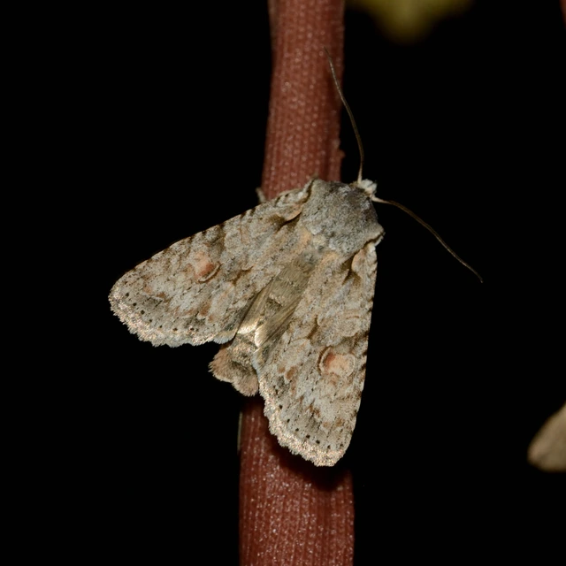 Lithophane ornitopus - közönséges fabagoly