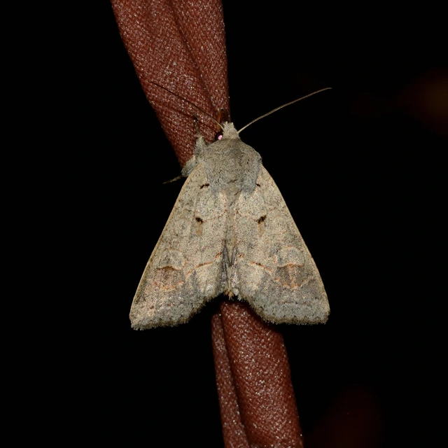 Ammoconia caecimacula - szürke őszibagoly
