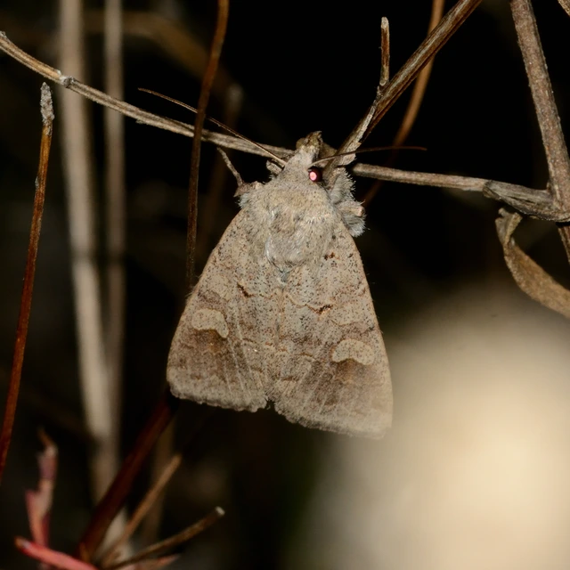 Ammoconia caecimacula - szürke őszibagoly